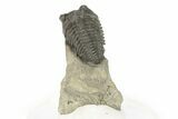 Lemureops Kilbeyi Trilobite - Fillmore Formation, Utah #277625-1